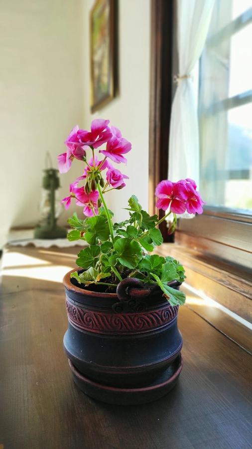 Kalinia Guesthouse B&B Kovačevica Extérieur photo